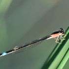 Grosse Pechlibelle Weibchen “f. rufescens”