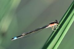 Grosse Pechlibelle Weibchen “f. rufescens”