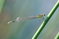 Große Pechlibelle Weibchen “f. rufescens”