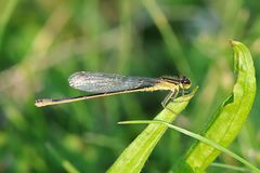 Große Pechlibelle Weibchen “f. rufescens”