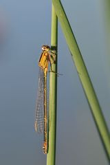 Große Pechlibelle Weibchen “f. rufescens” in der Umfärbungsphase.