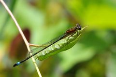 Große Pechlibelle Weibchen “f. rufescens-obsoleta”