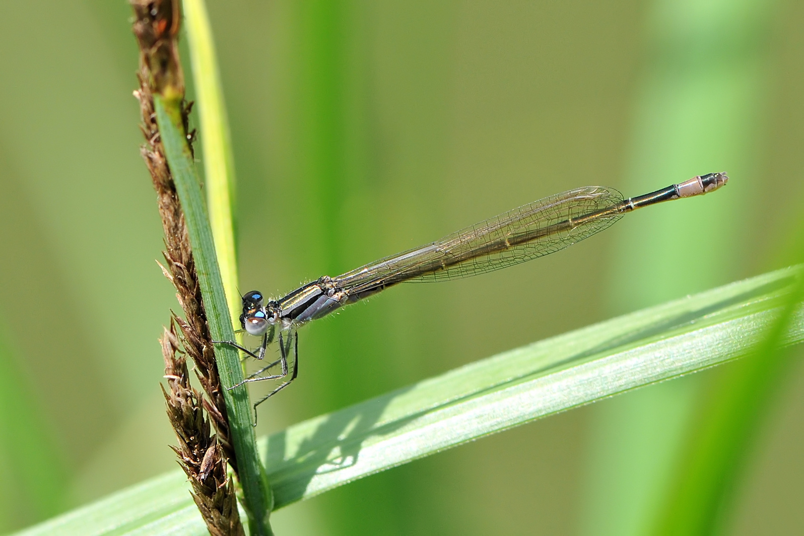 Große Pechlibelle Weibchen "f. violacea”