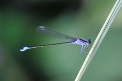 Große Pechlibelle Weibchen "f. violacea”