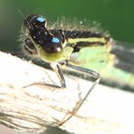 Große Pechlibelle, Weibchen Farbform f. infuscans