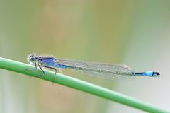 Große Pechlibelle, Weibchen Farbform f. violacea