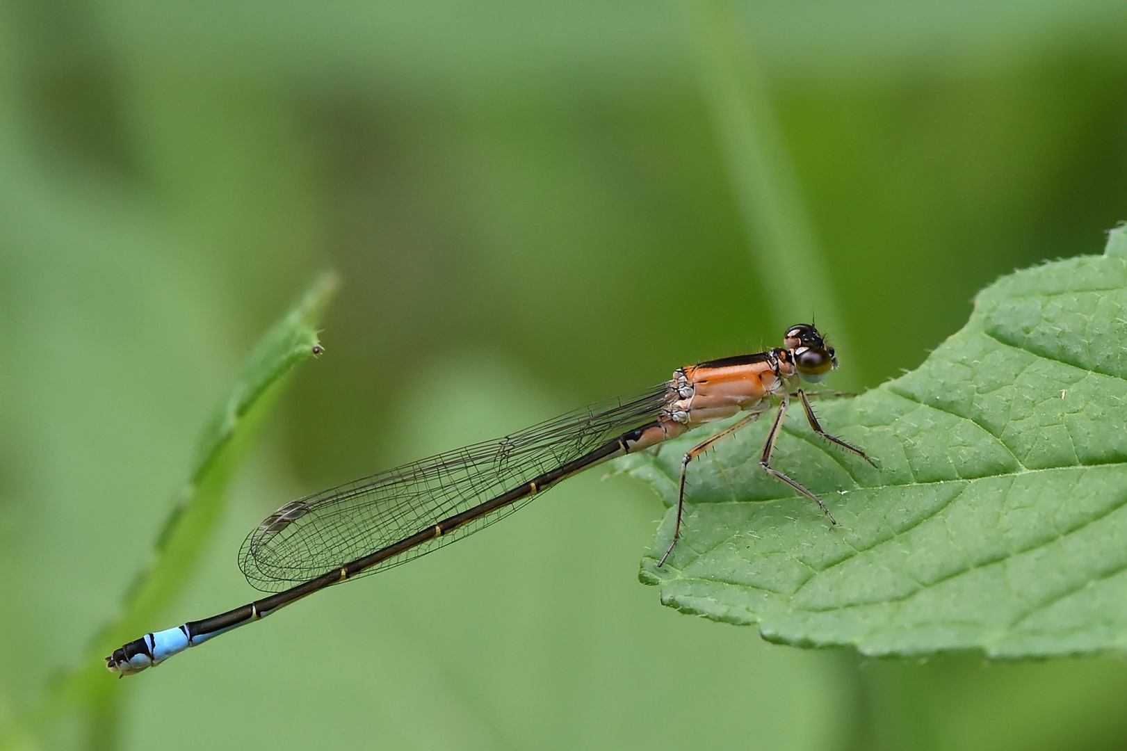 Große Pechlibelle Weibchen “f.rufescens-obsoleta”