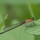 Große Pechlibelle Weibchen “f.rufescens-obsoleta”