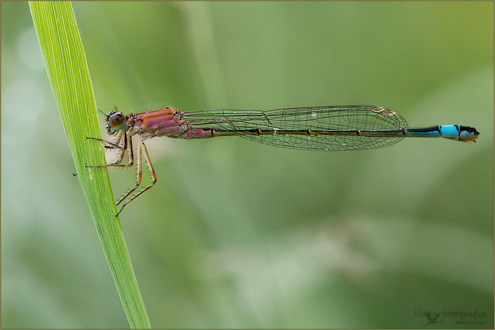 große pechlibelle weiblich ( ischnura elegans ) 01/12