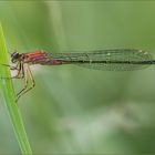 große pechlibelle weiblich ( ischnura elegans ) 01/12