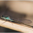 Große Pechlibelle,m (Ischnura elegans)