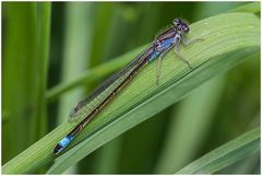 Große Pechlibelle,m (Ischnura elegans)