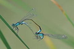 Große Pechlibellen “f. typica” Parungsrad