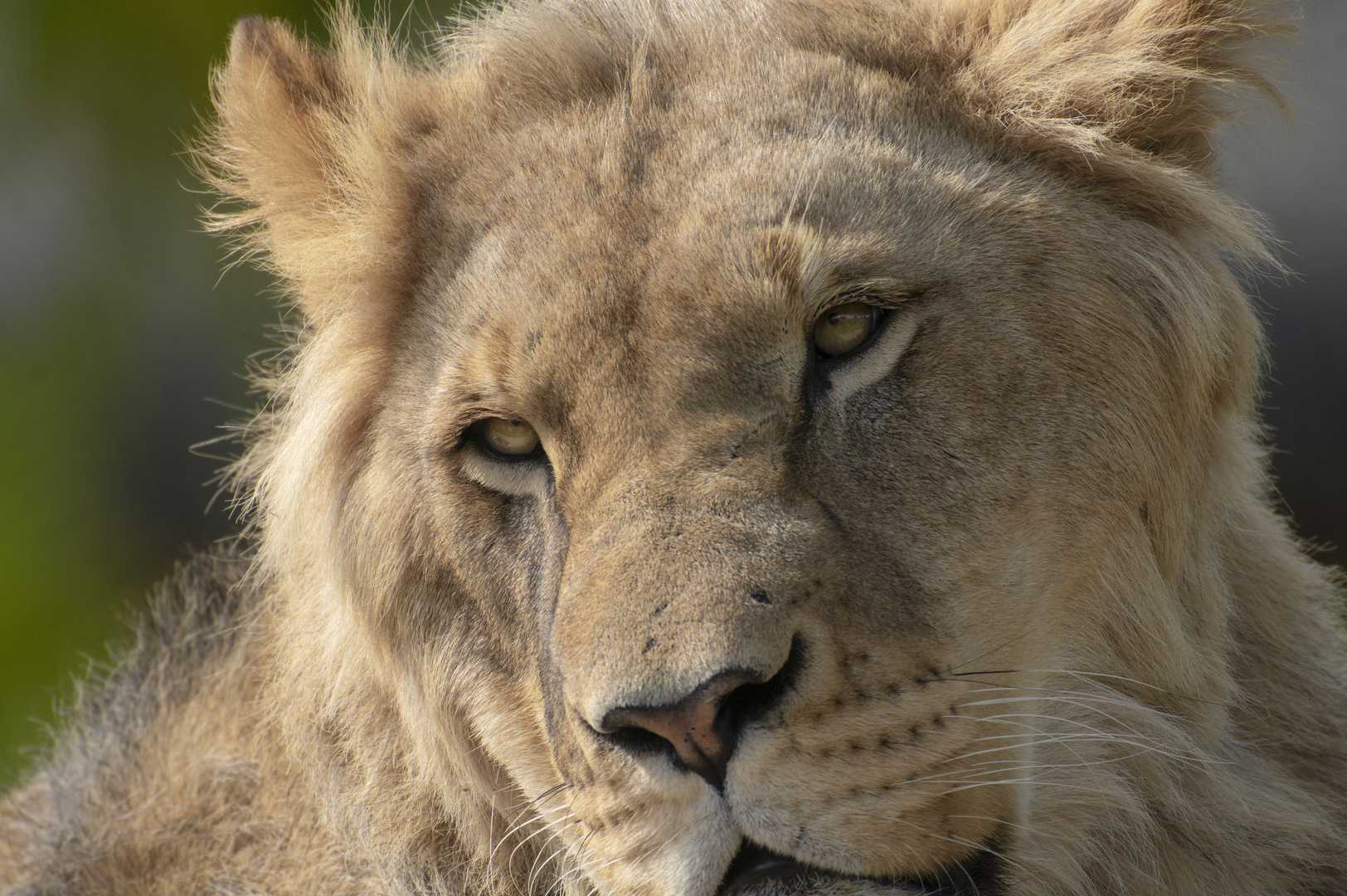 Grosse peluche (Panthera leo, lion d'Afrique)