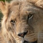 Grosse peluche (Panthera leo, lion d'Afrique)
