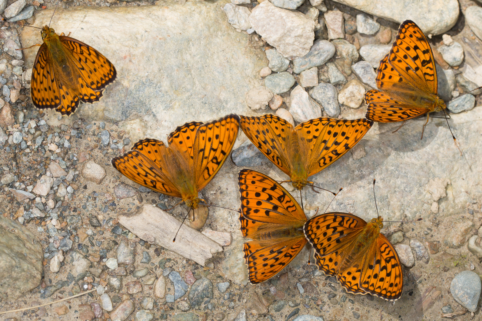 Große Perlmutterfalter (Argynnis aglaja)