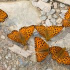 Große Perlmutterfalter (Argynnis aglaja)