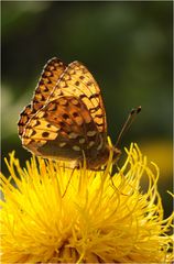 Große Perlmutterfalter (Argynnis aglaja)