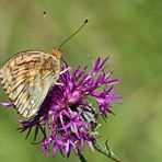 Große Perlmuttfalter,(Speyeria aglaja)