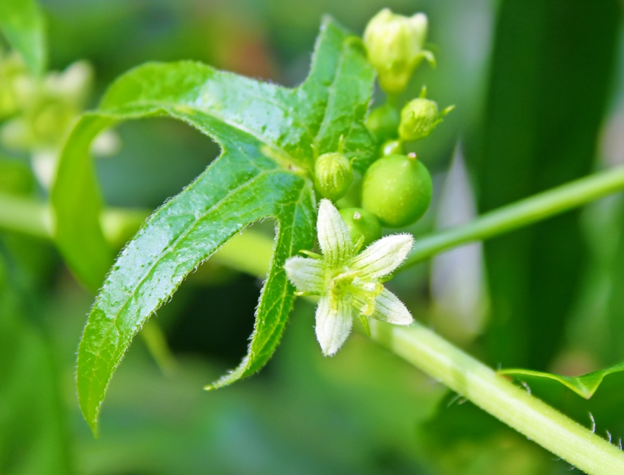 Große Pflanze, kleine Blüte