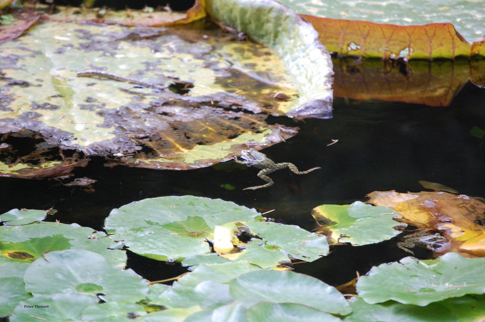 Große Pflanze, kleiner Frosch