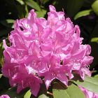 große pink Rhododendronblüte in Sonne