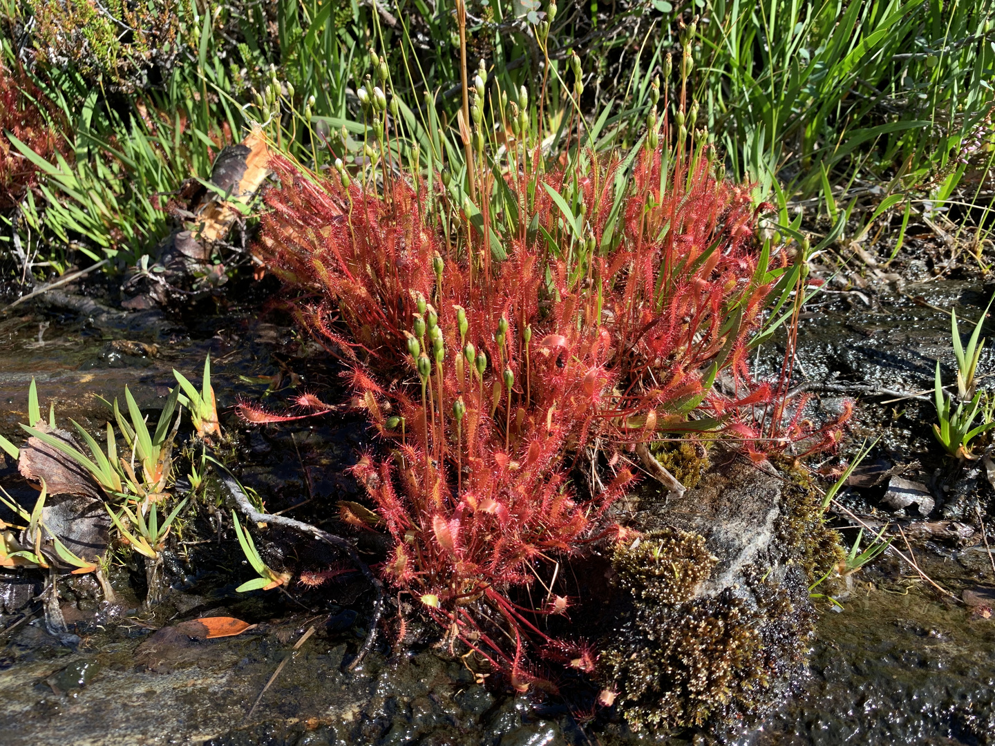 Große Polster des Langblättrigen Sonnentaus (Drosera anglica)...