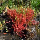 Große Polster des Langblättrigen Sonnentaus (Drosera anglica)...