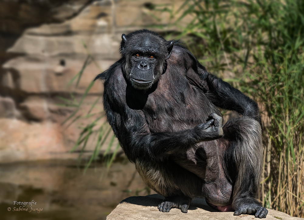 Große Pose