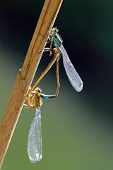 Große Prachtlibelle (Ischnura elegans)