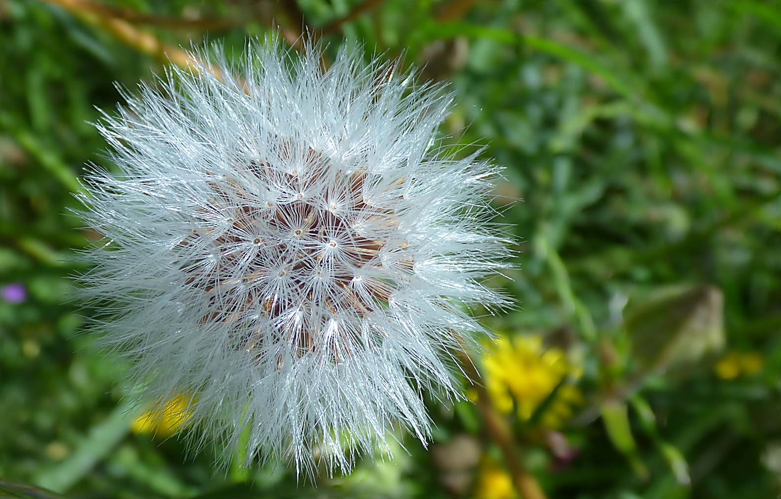 Große 'Pusteblume'  . . . .