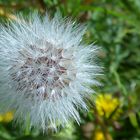 Große 'Pusteblume'  . . . .