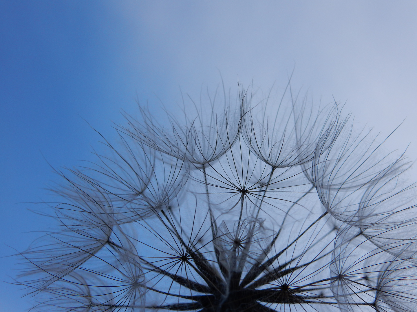 große Pusteblume