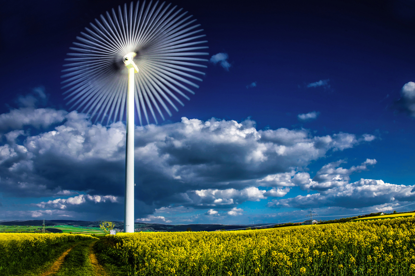 Große Pusteblume im Frühlingsrapsfeld