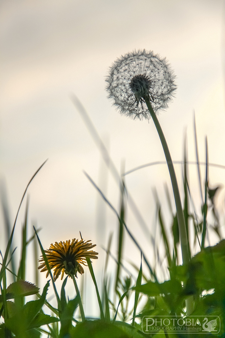 Große Pusteblume, kleiner Köwenzahn