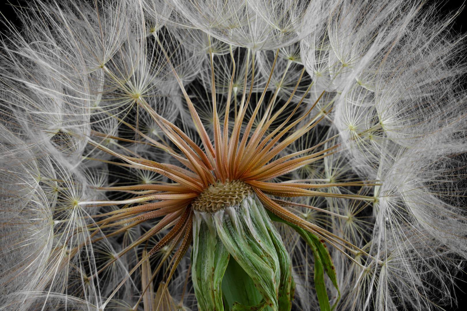 große Pusteblume. (Wiesenbocksbart)