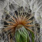 große Pusteblume. (Wiesenbocksbart)