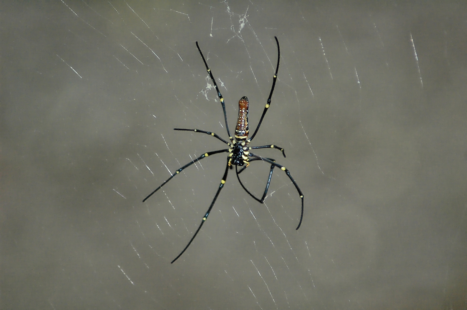 Große Radnetzspinne