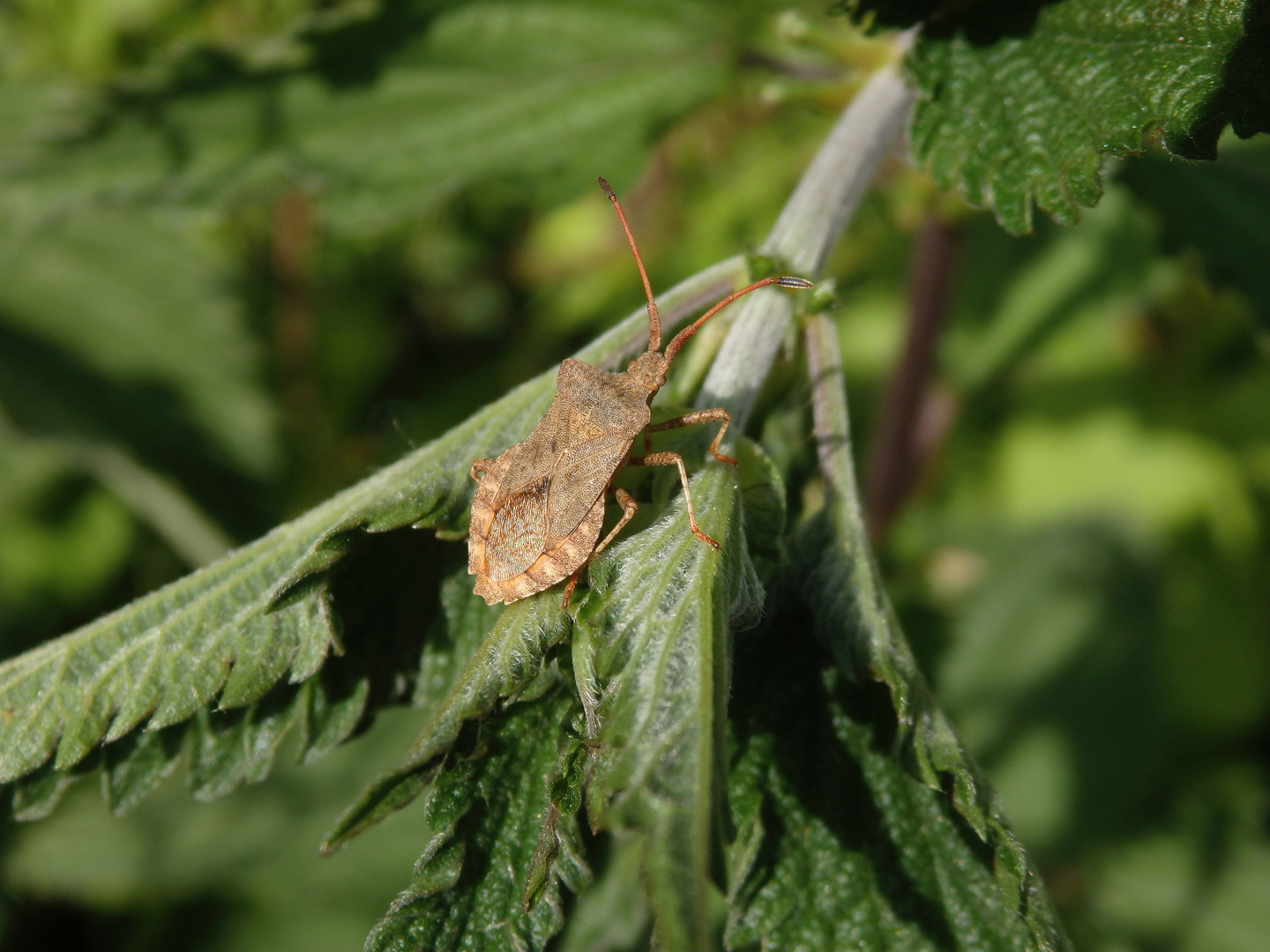 Große Randwanze (Coreus marginatus) auf Brennnessel