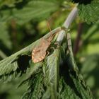 Große Randwanze (Coreus marginatus) auf Brennnessel