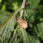 Große Randwanze (Coreus marginatus) auf Brennnessel