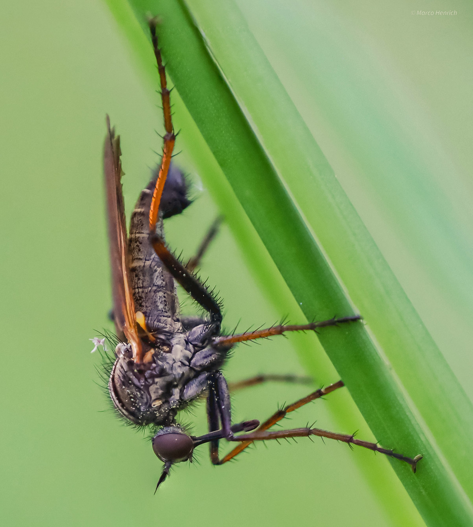 große Raubfliege