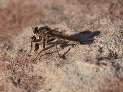 große Raubfliege mit Ameise