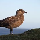 Große Raubmöwe Skua