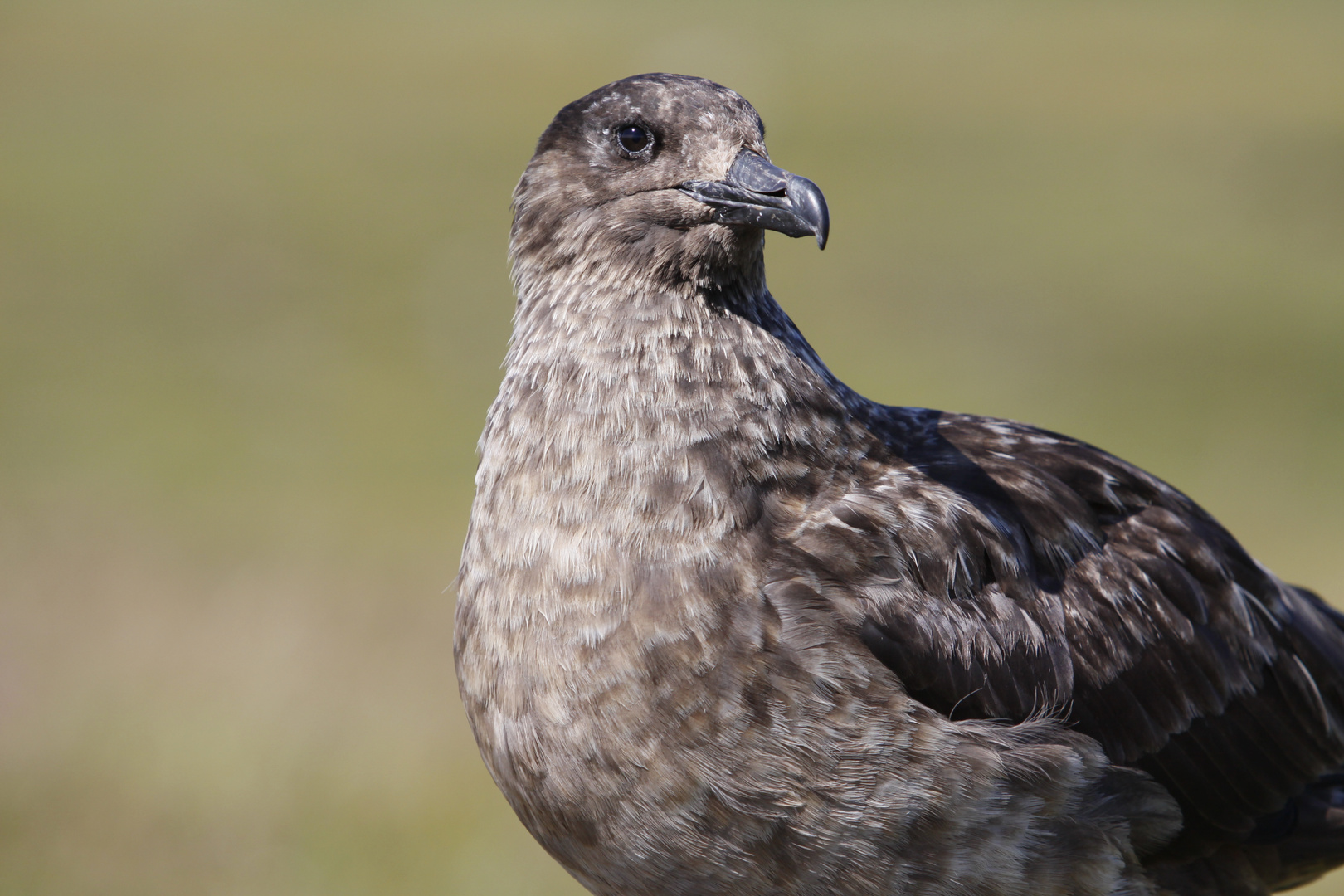 Große Raubmöwe (Stercorarius skua) auf Handa Island - Schottland