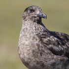 Große Raubmöwe (Stercorarius skua) auf Handa Island - Schottland