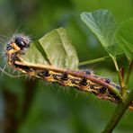 Große Raupe Nimmersatt #2