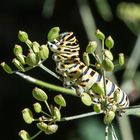 Große Raupe Nimmersatt