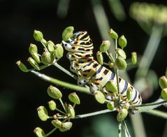 Große Raupe Nimmersatt