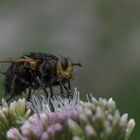 Große Raupenfliege